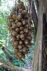 Attalea guacuyule