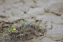Potentilla hyparctica