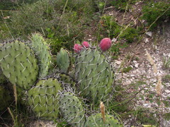 Opuntia stenopetala