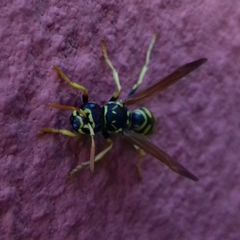 Polistes austroccidentalis