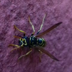 Polistes austroccidentalis