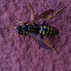 Polistes austroccidentalis