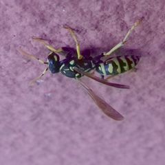 Polistes austroccidentalis