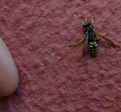 Polistes austroccidentalis