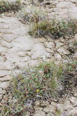 Potentilla hyparctica