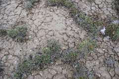 Potentilla hyparctica
