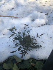 Cucumber mosaic virus
