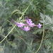 Tenerifan Lavender - Photo (c) User:Imc, some rights reserved (CC BY-SA)