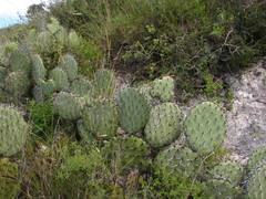 Opuntia stenopetala