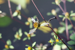 Bidens frondosa