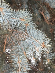 Picea