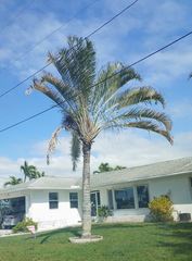 Dypsis decaryi
