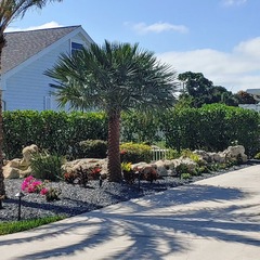 Copernicia prunifera