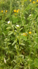 Buglossoides arvensis
