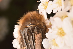 Tropinota squalida
