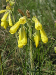 Onosma taurica