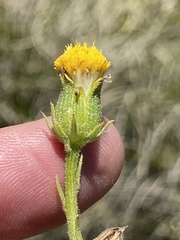 Senecio asperulus