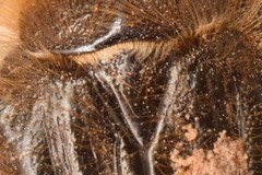 Tropinota squalida