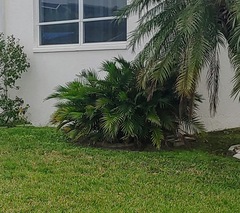 Chamaedorea cataractarum