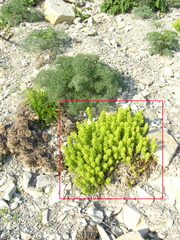 Cruciata laevipes