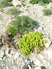 Seseli ponticum