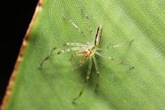 Lyssomanes pauper