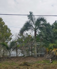 Pseudophoenix sargentii