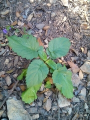 Scrophularia laevigata