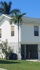 Ptychosperma elegans