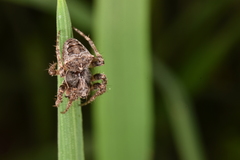 Gibbaranea bituberculata