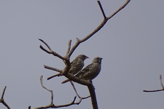 Histurgops ruficauda