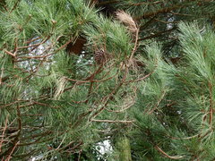 Pinus nigra laricio