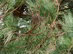 Pinus nigra laricio