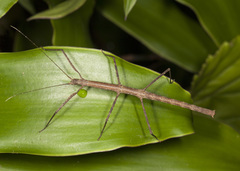 Pseudosermyle phalangiphora