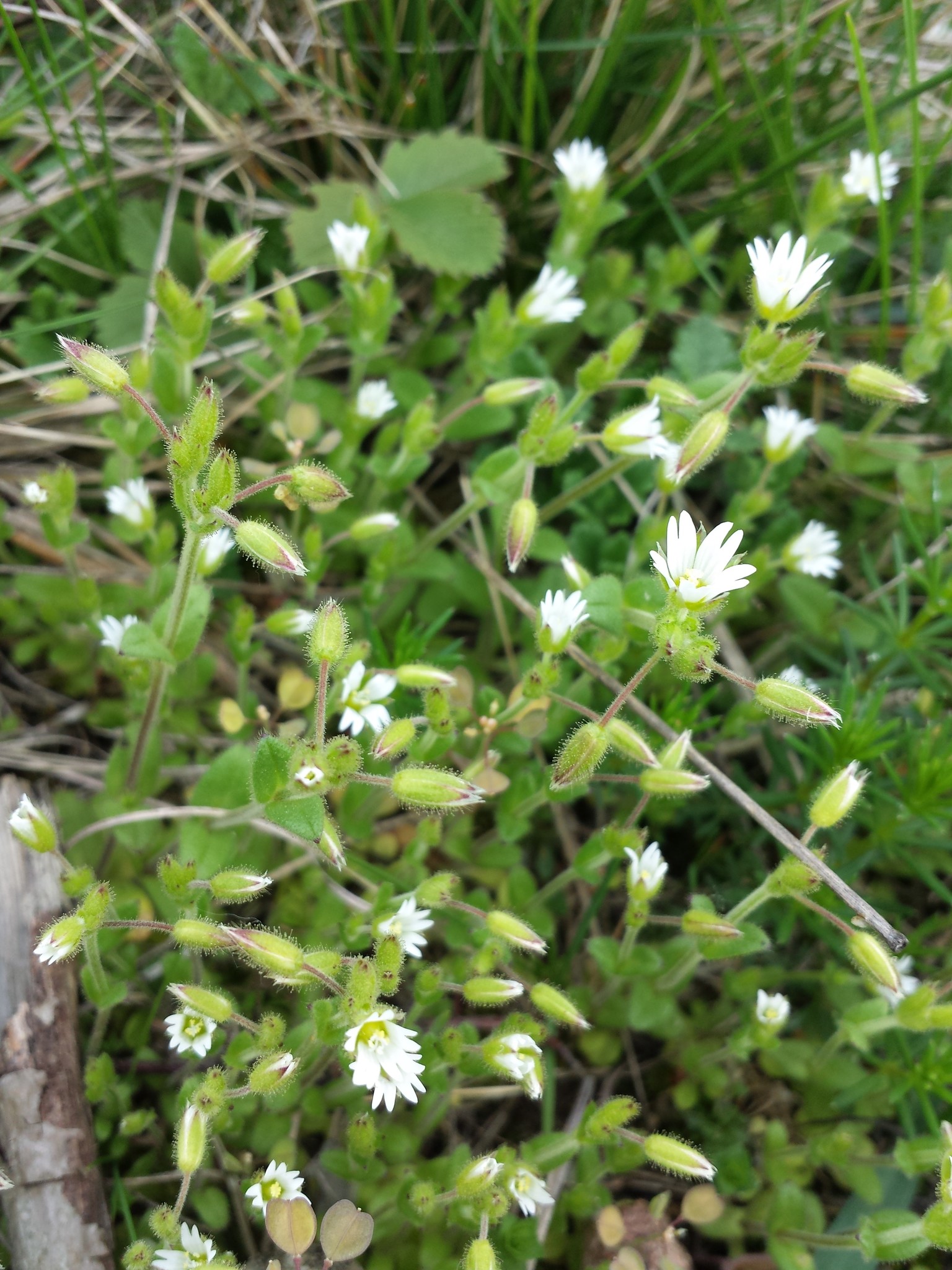 Cerastium pumilum
