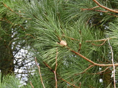 Pinus nigra laricio