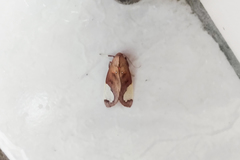 Bertholdia steinbachi