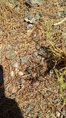 Eusparassus