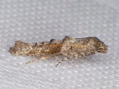 Epermenia albapunctella