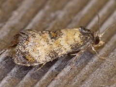 Neocochylis dubitana