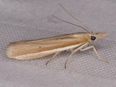 Pima albiplagiatella