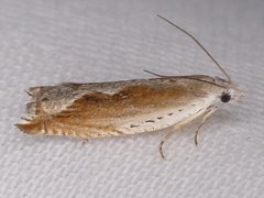 Ancylis diminuatana