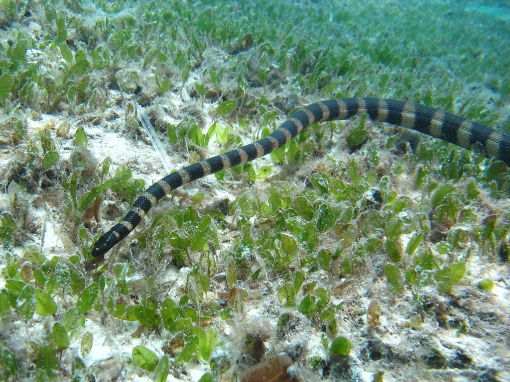 Slender-Necked Seasnake