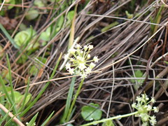 Hydrocotyle umbellata image