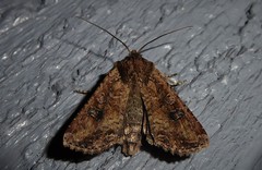 Ichneutica morosa