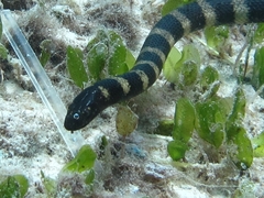 Hydrophis melanocephalus