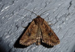 Ichneutica morosa