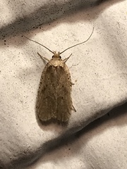 Agonopterix nigrinotella