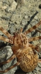 Eusparassus