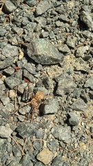 Eusparassus